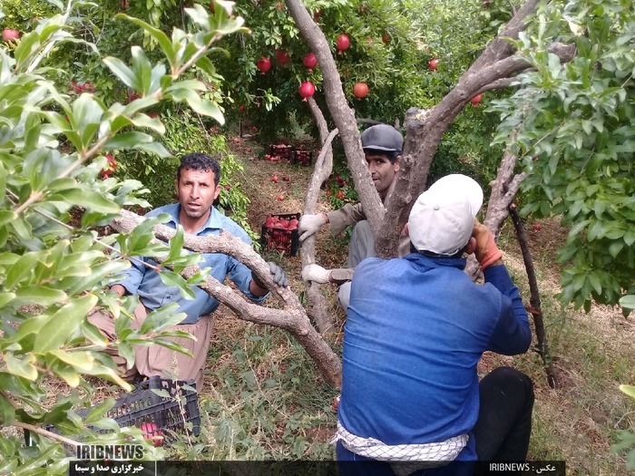 چیدن انار از متمرکزترین انارستان کشور در کوهنانی

عکس: روح الدین طرحانی نژاد