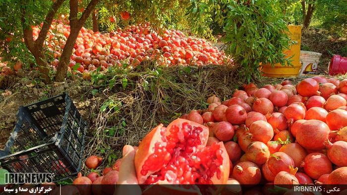 سیاب کوهدشت؛ بزرگترین انارستان متمرکز کشور

عکس: سمیه مرادی