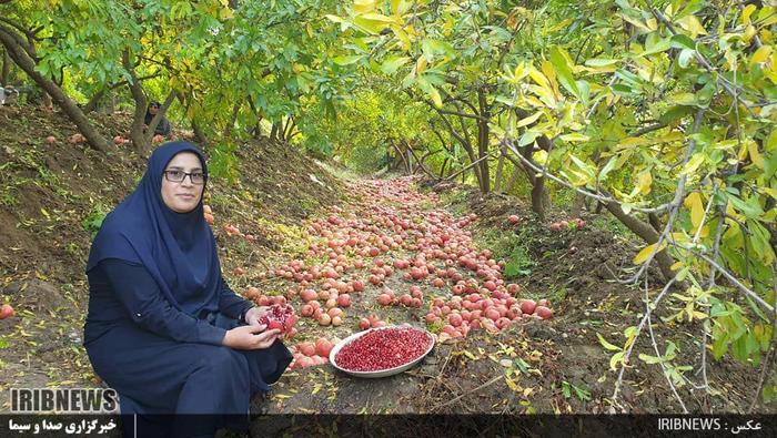 سیاب کوهدشت؛ بزرگترین انارستان متمرکز کشور

عکس: سمیه مرادی