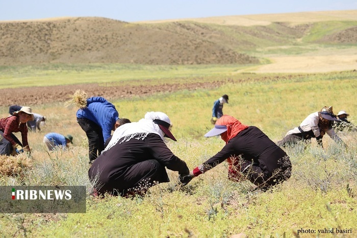 برداشت عدس در شهرستان قزوین