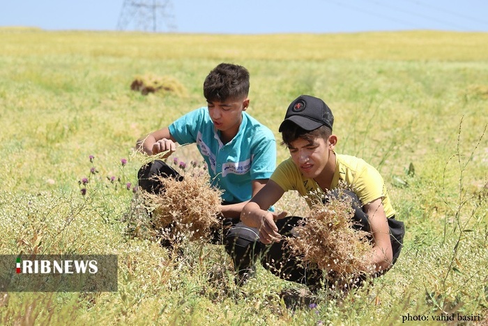 برداشت عدس در شهرستان قزوین