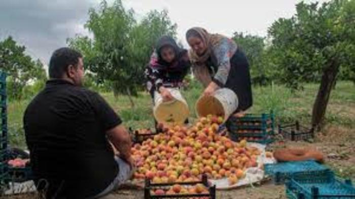 برداشت انگور ایوان