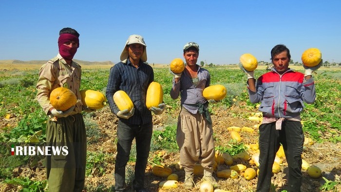 برداشت کدو در 50 هکتار از مزارع کهگیلویه 