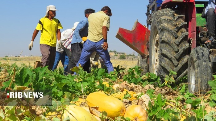 برداشت کدو در 50 هکتار از مزارع کهگیلویه 