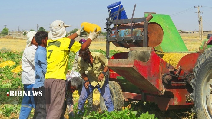 برداشت کدو در 50 هکتار از مزارع کهگیلویه 