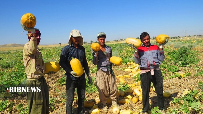 برداشت کدو در 50 هکتار از مزارع کهگیلویه 