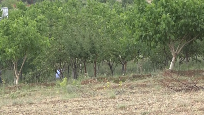 بارندگی بهاری در دل تابستان