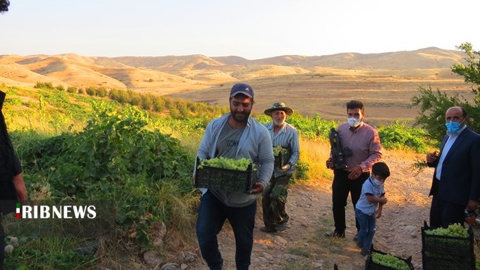 برداشت انگور از ۱۷۰ هکتار از تاکستان‌های شهرستان کهگیلویه