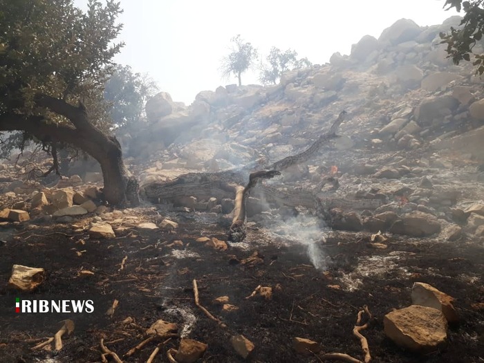 درختان بلوط منطقه منگشت در آتش