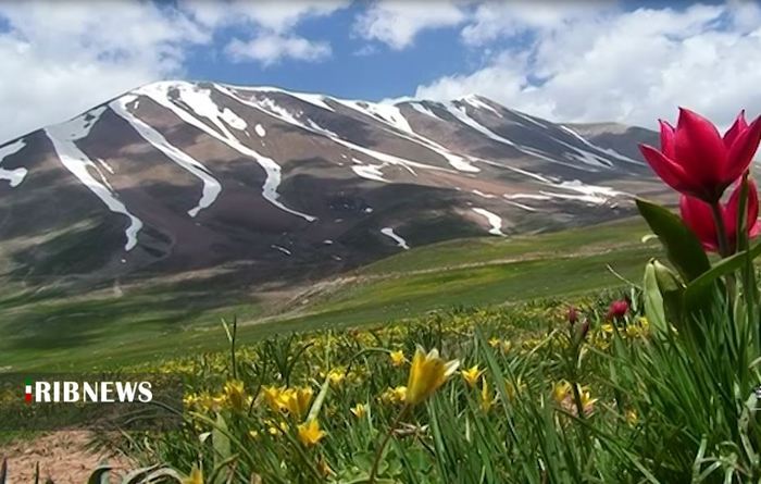 طبیعت زیبای آذربایجان شرقی با گلهای متنوع