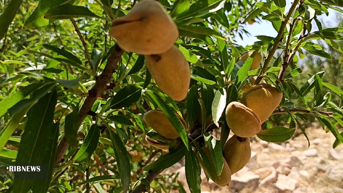 آغاز برداشت بادام از بادامستانهای بهمئی