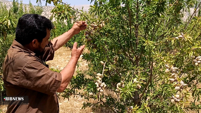 آغاز برداشت بادام از بادامستانهای بهمئی