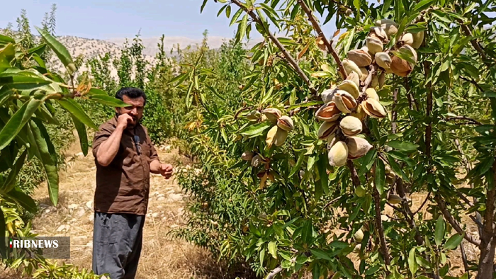 آغاز برداشت بادام از بادامستانهای بهمئی