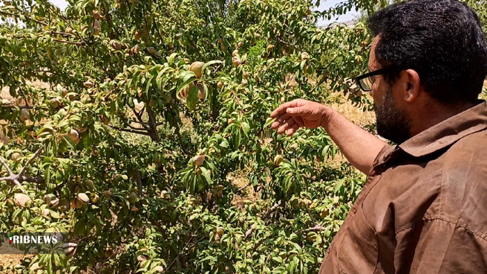 آغاز برداشت بادام از بادامستانهای بهمئی