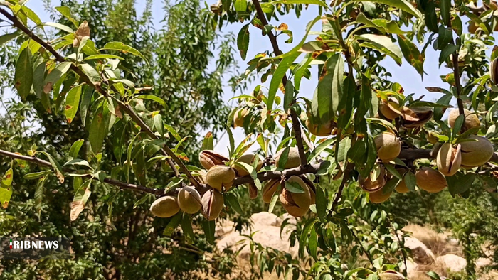 آغاز برداشت بادام از بادامستانهای بهمئی