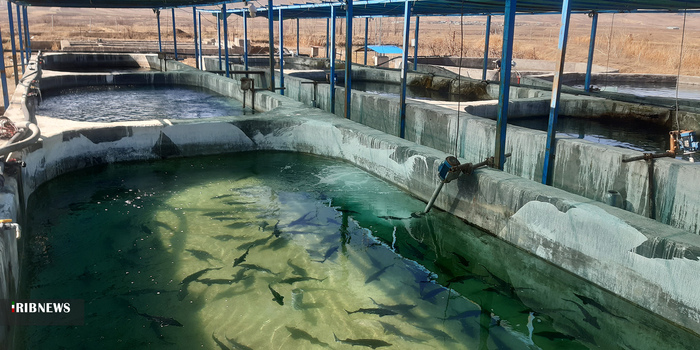 پرورش و تولید ماهیان خاویاری در دورود

عکس: امیر کریمی