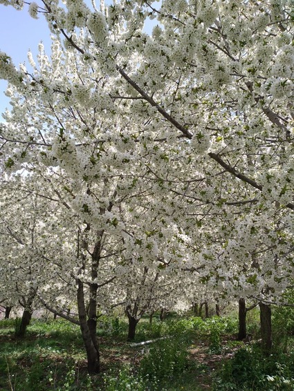 منطقه الموت با نمای زیبا از شکوفه های گیلاس
