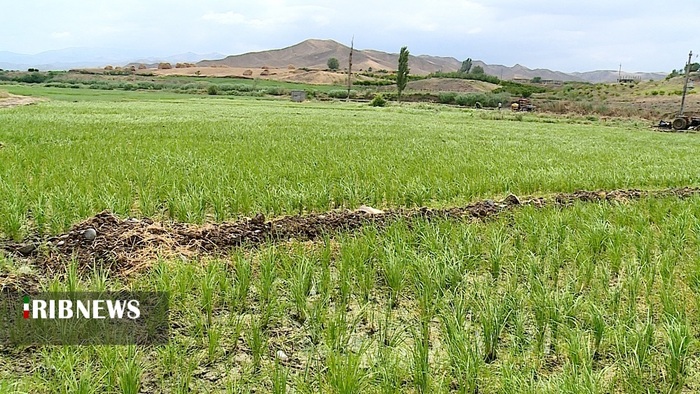 نشای برنج در روستای گرما رود
