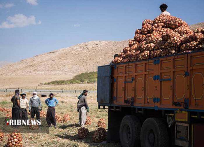 برداشت پیاز از مزارع لرستان