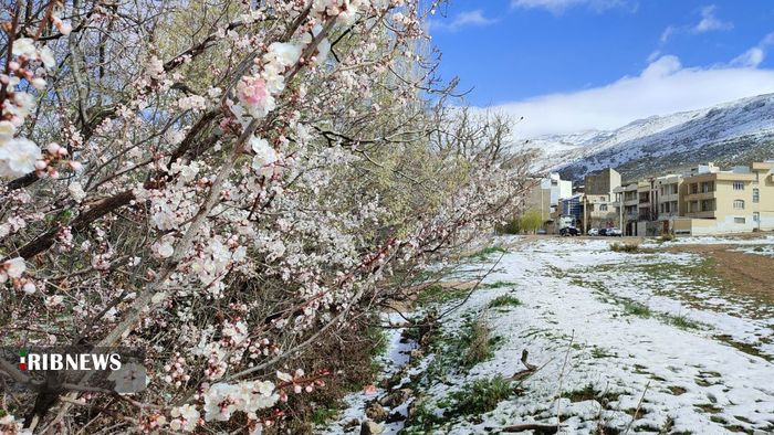 بارش برف بهاری در سپیدان - سجاد قیصری