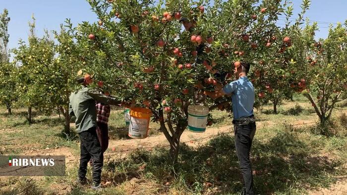 آغاز برداشت سیب در شیروان